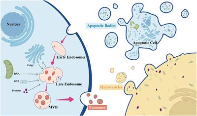 Extracellular vesicles in endometriosis: role and potential